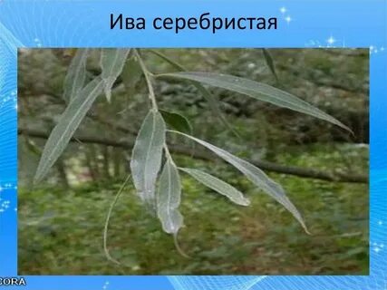 Белая ива сканворд
