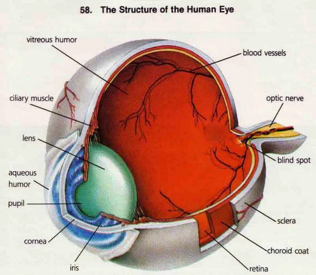 Глаз три буквы. Анатомия глаза. 3д модель глазного яблока человека. Глазное яблоко анатомия.
