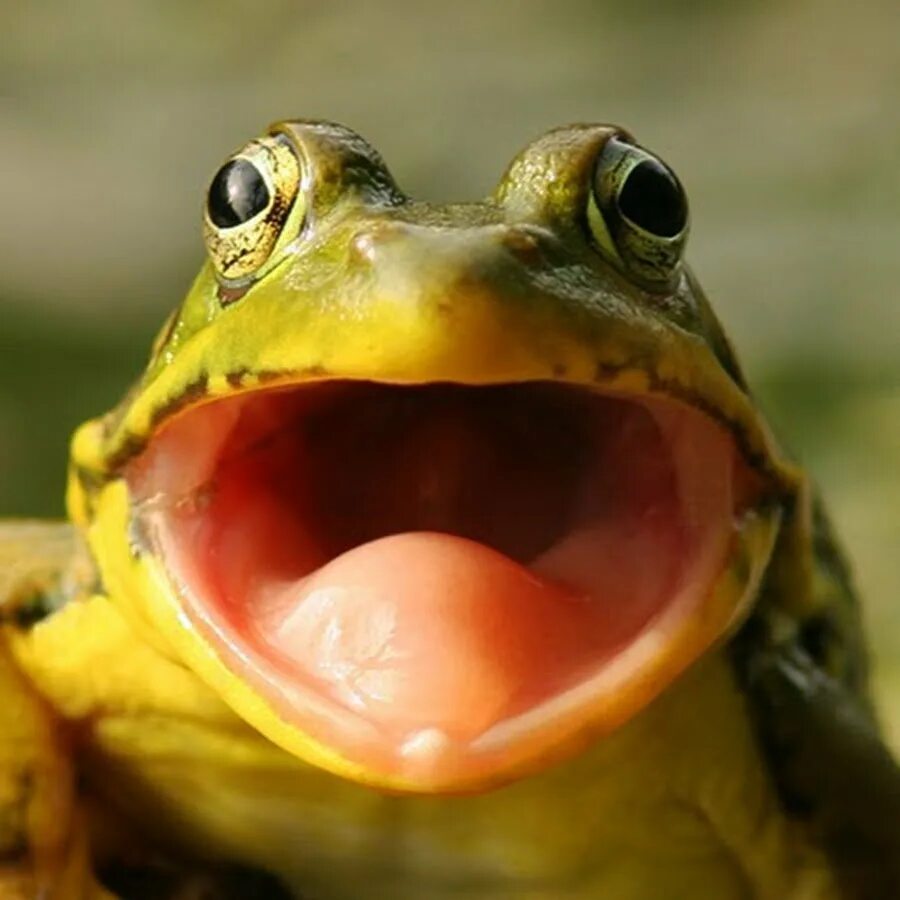 Лягушка удивлена. Лягушка удивлена. Крикливая лягушка. Жаба улыбается. Лягушка с открытым ртом.