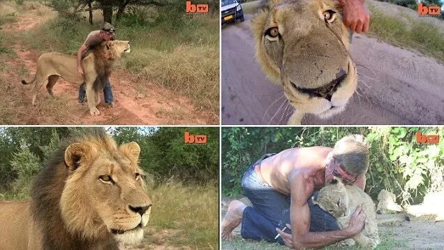 Друг львов кевин ричардсон. Кевин ричардсон заклинатель львов. Зоо животных и людей. Девушка и лев. Дружба людей и животных.