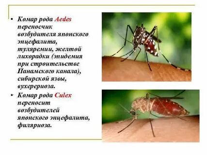 Комары возбудители