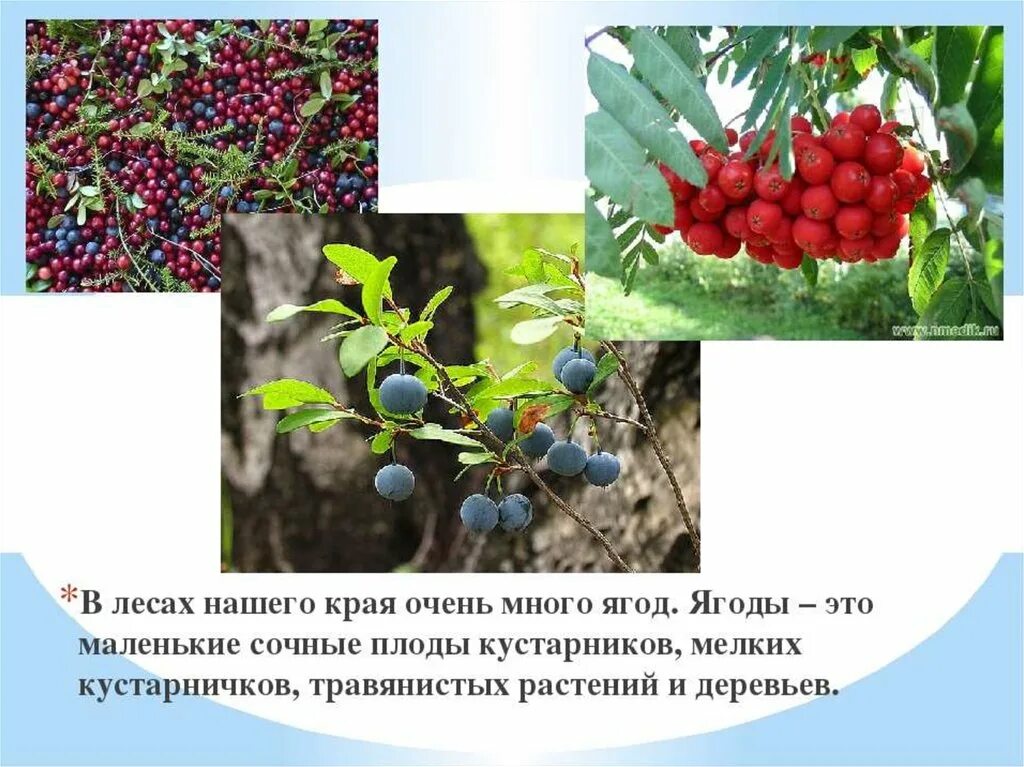 У каких растений плод ягода - CoffeePapa.ru