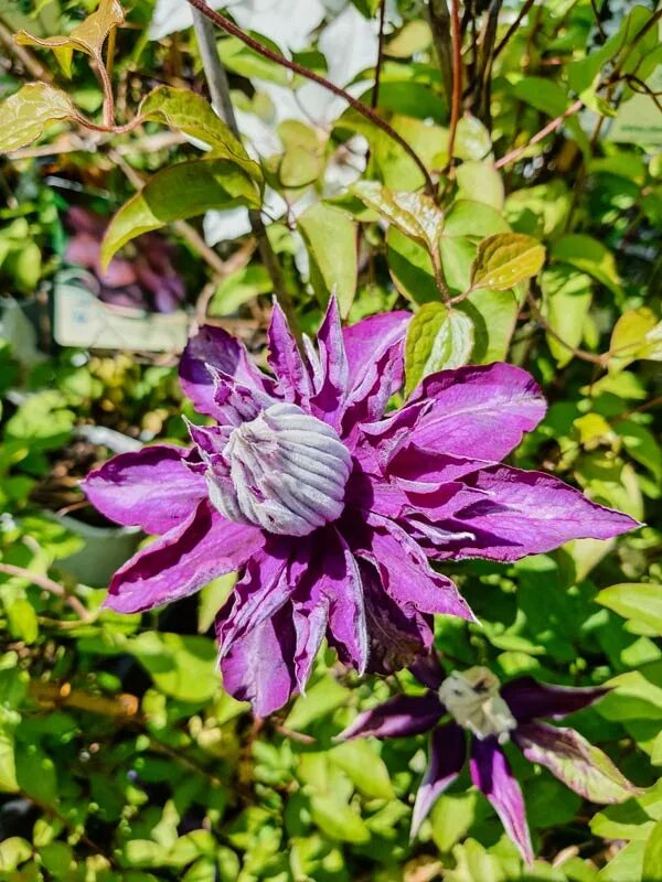 Clematis purpurea plena elegans & Piilu Clematis, Plants, Garden