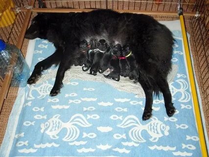 Время родов собаки