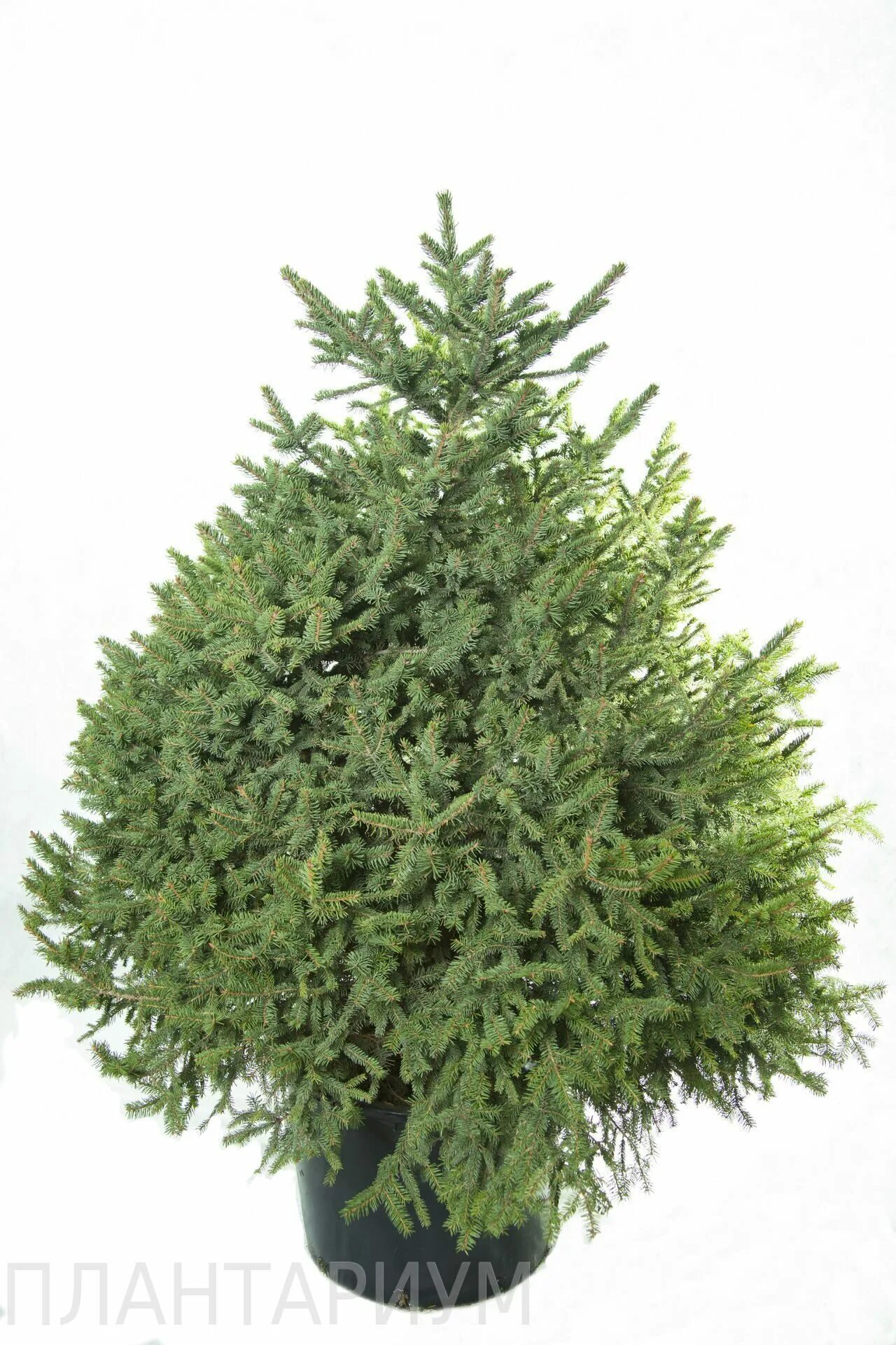 туй екатеринбург