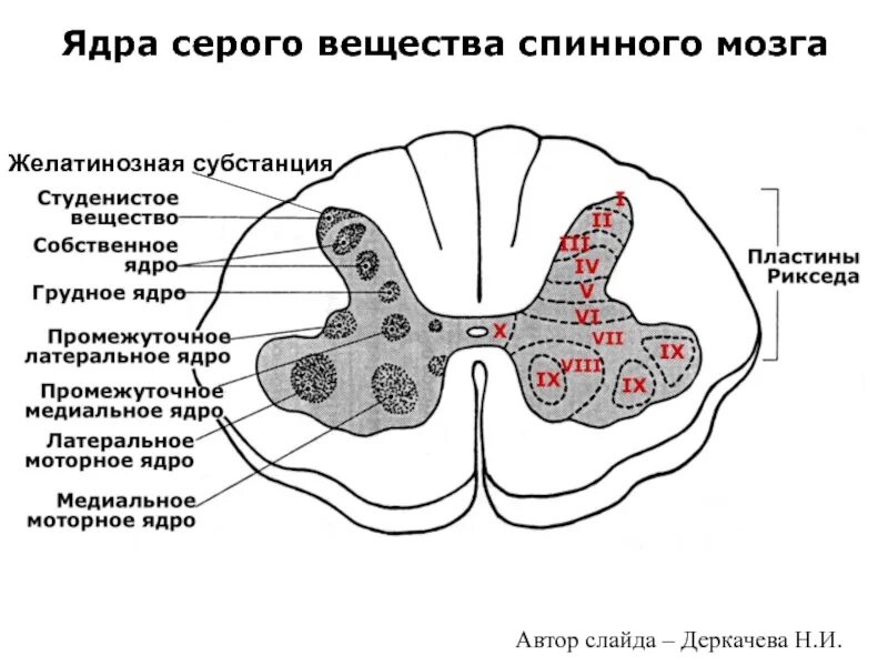 Функции ядер спинного мозга. Ядра серого вещества спинного мозга схема. ядра задних рогов серого вещества спинного мозга. функции ядер серого вещества спинного мозга. функции ядер серого вещества.
