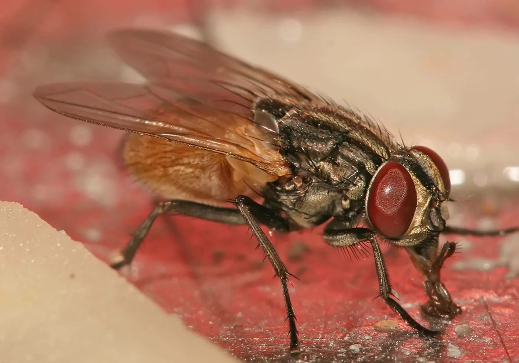 Вид муха домашняя. Муха Мусцида. Musca domestica комнатная Муха. Муха домашняя Musca domestica. Двукрылые комнатная Муха.