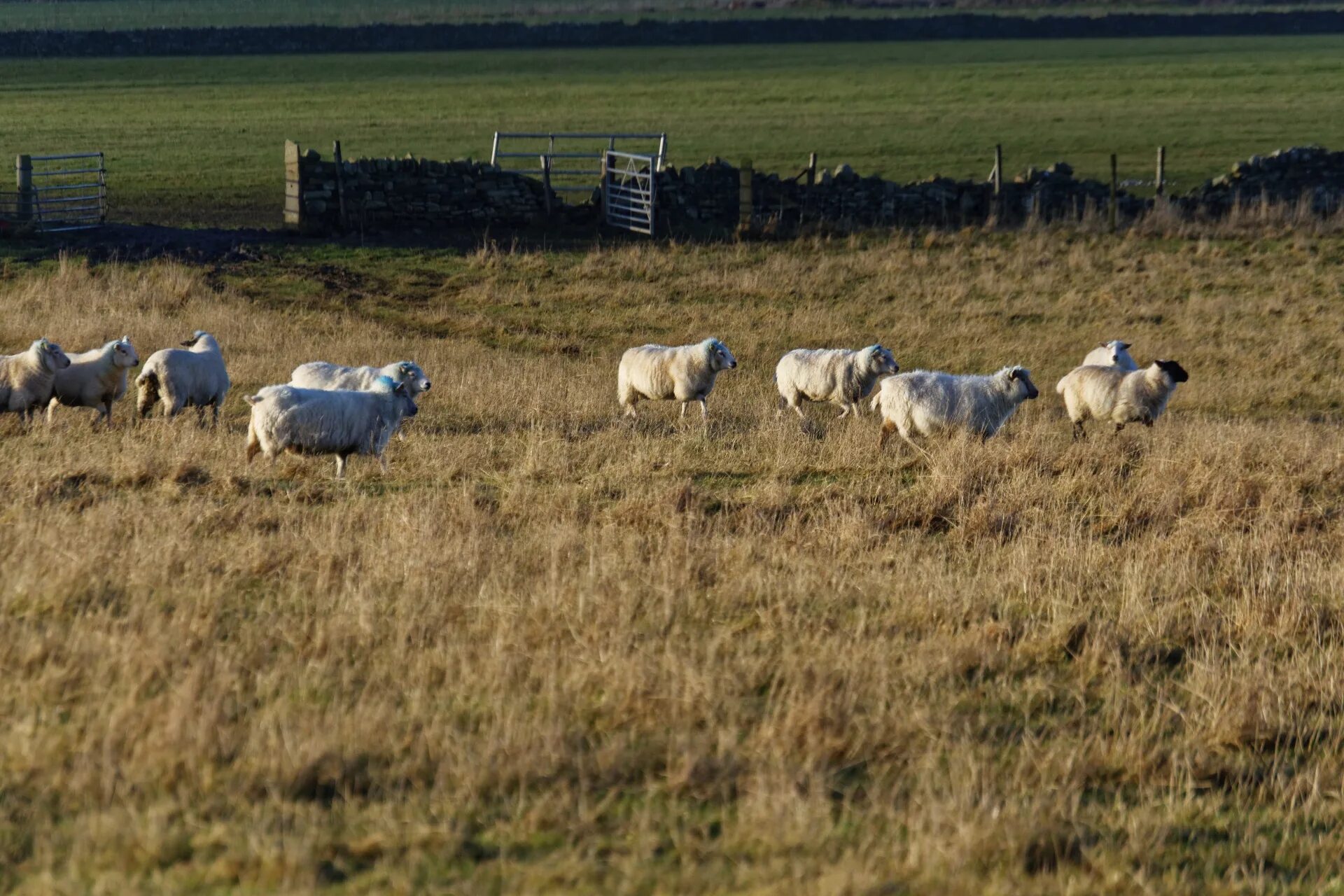 The sheep in the field