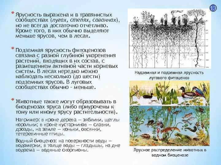 Роль ярусности в природном сообществе. Ярусы растительности Луга. Подземная ярусность растений. Ярусы растительного сообщества. Ярусность растительности Луговой степи.