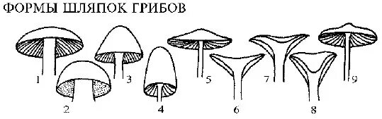 Шляпочные грибы по строению шляпки. Форма шляпки гриба. Шляпка в виде гриба. Тип шляпки гриба.