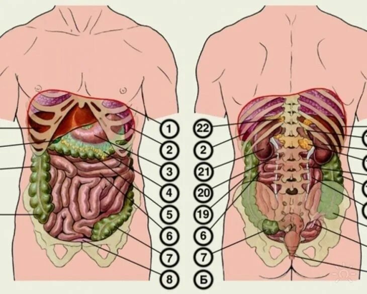 Что у человека слева в животе