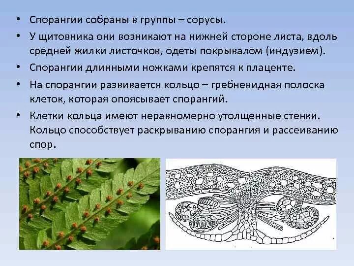 Спорангий щитовника мужского. Сорусы и спорангии. Азолла спорангии. Строение спорангия папоротника. Формирования спорангиев