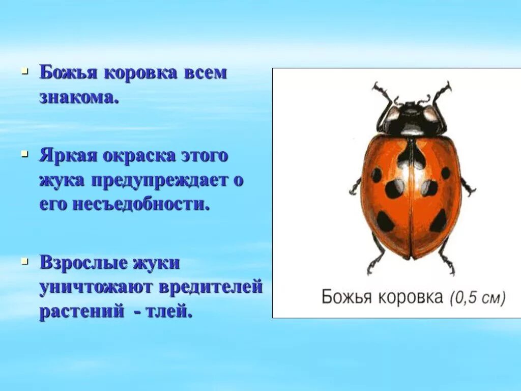 Какие среды освоили жуки. Окружающий мир: жуки. Божья коровка описание насекомого. Божья коровка описание для детей.