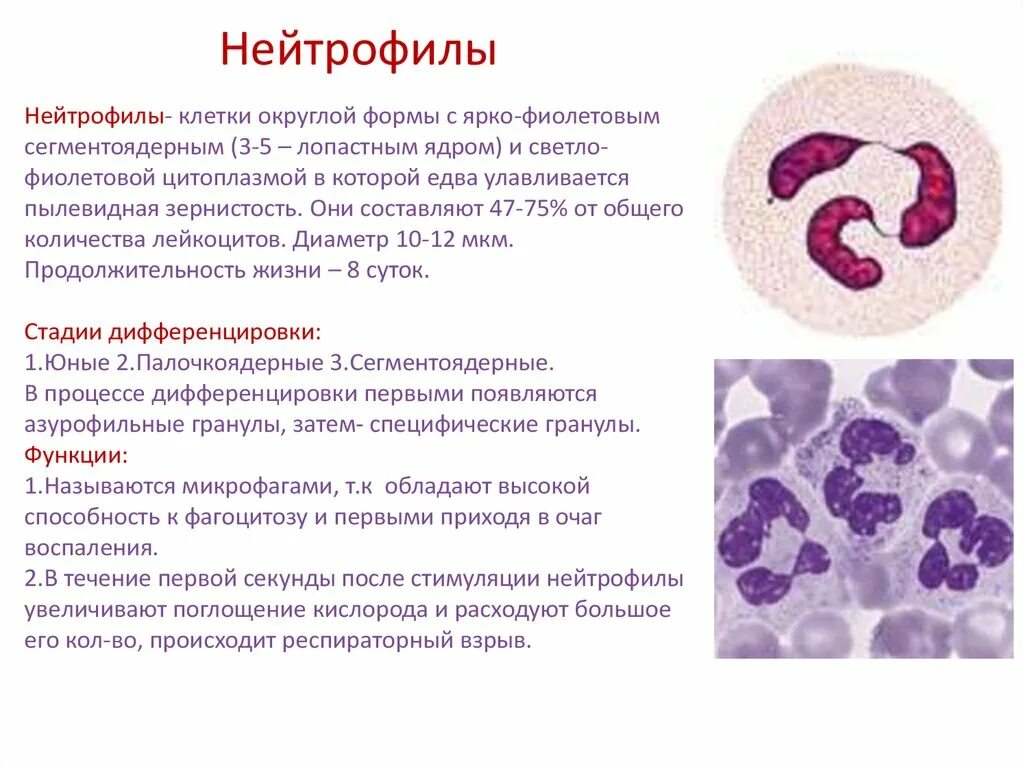 Повышены гранулоциты в крови причины. Нейтрофилы функции гистология. Сегментоядерный нейтрофил функции. Нейтрофилы форма и строение. Палочкоядерные нейтрофилы в крови функции.