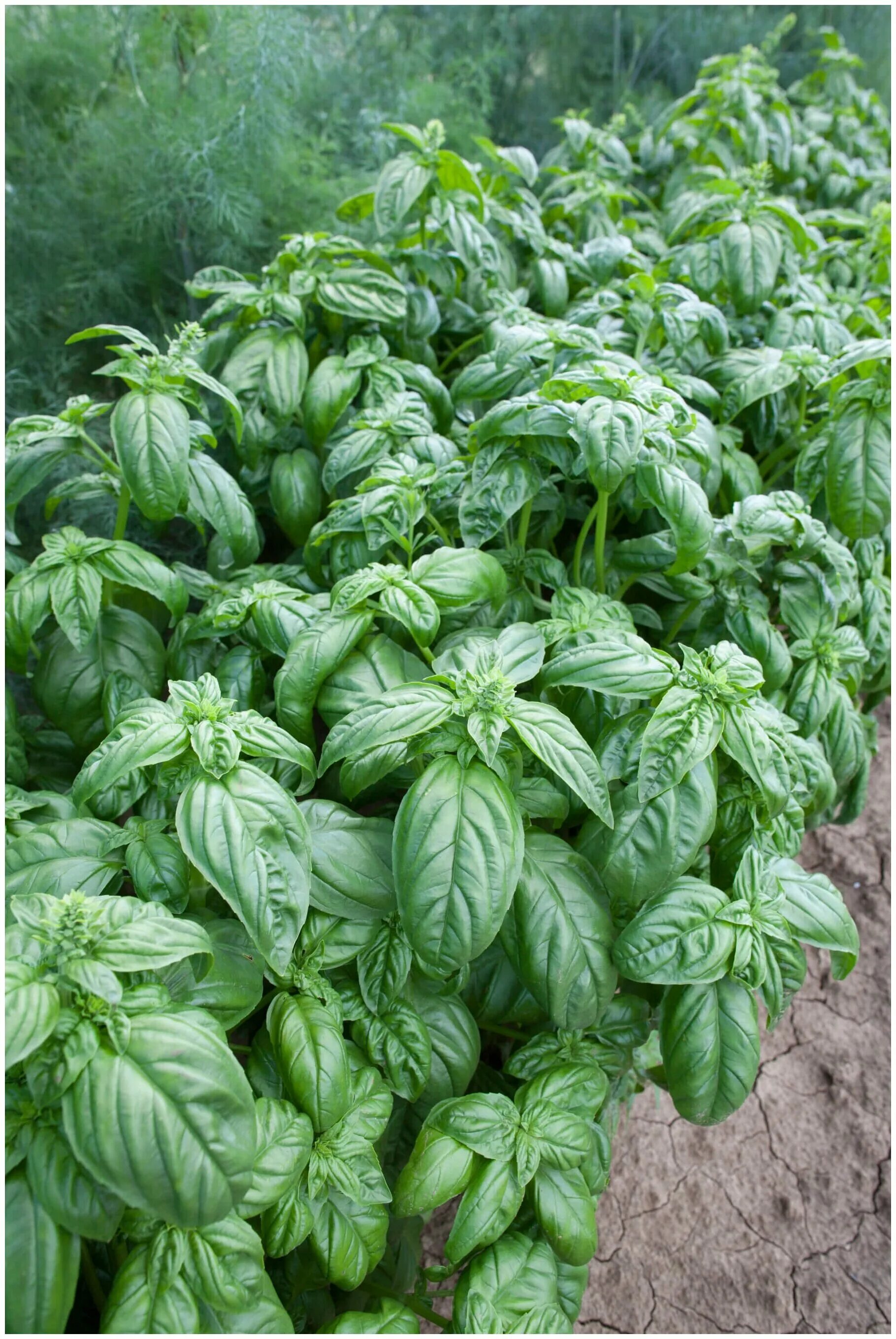 Элитный сорт. Делишер черри томат. Элитный сорт. Томат горячий шоколад гавриш. Помидоры черри эко - культура.