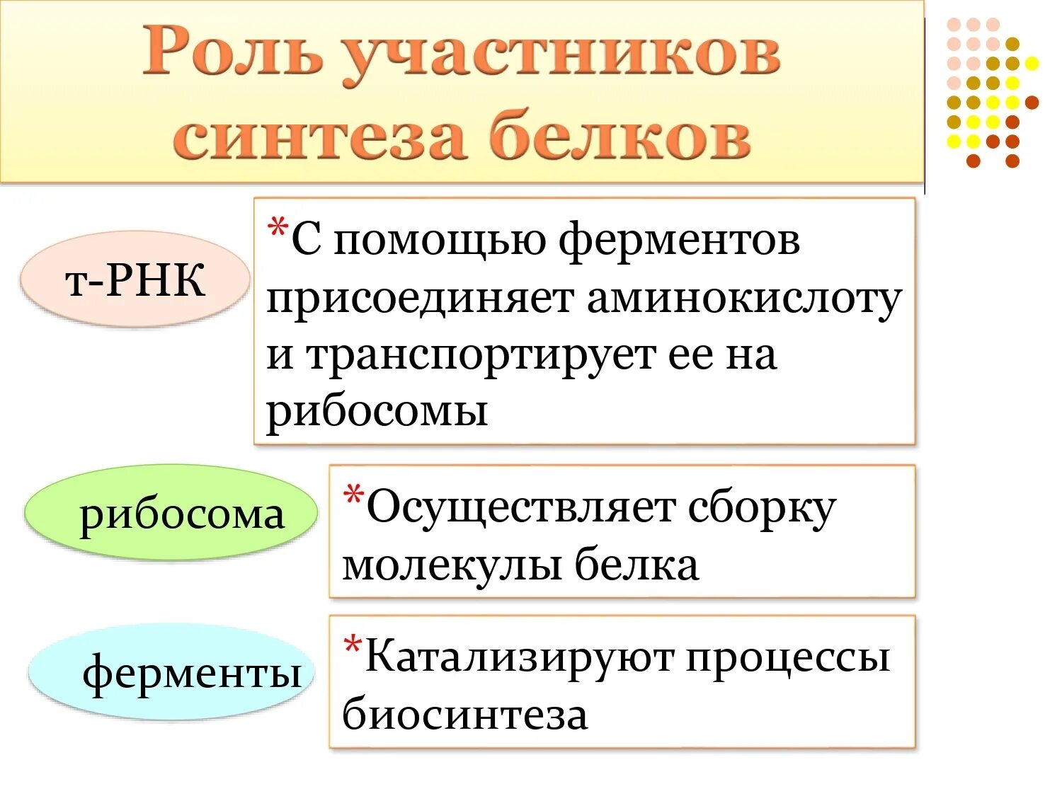 Синтез белка. Роль участников синтеза белка. Аминокислоты участвующие в синтезе белка. Биосинтез белка транскрипция и трансляция. В процессе синтеза белков принимают участие.