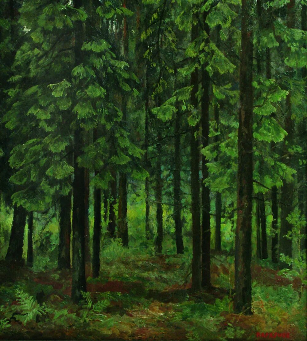 картины елового леса. шишкин сестрорецкий бор. пейзаж лес. рисунок леса. картины елового леса.