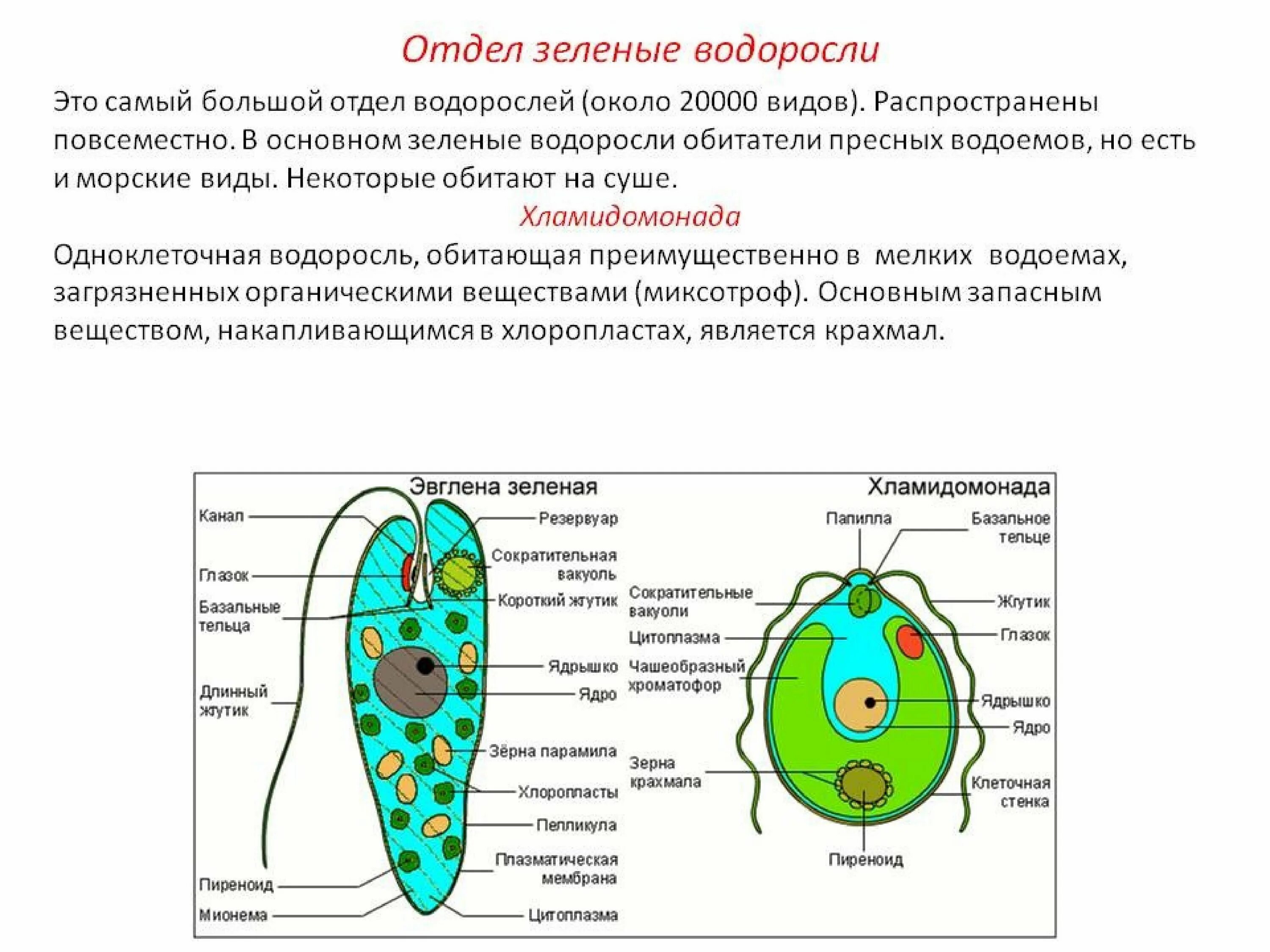 Отделы водорослей биология. Отдел зеленые водоросли 6 класс биология. Зелёные водоросли характеристика. Отдел зеленые водоросли хлоропласты. Отдел зеленые водоросли описание.