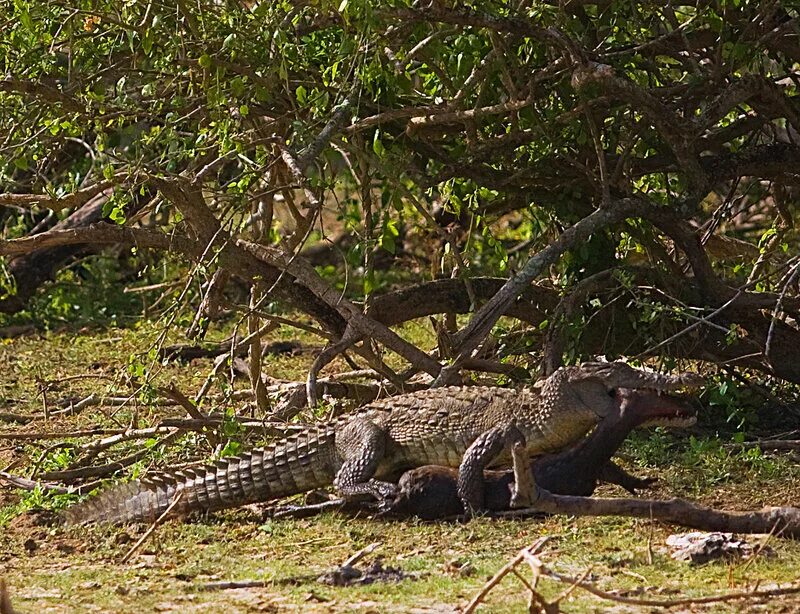 Шри Ланка Яла парк крокодилы. Фауна Шри Ланки. Крокодил на Шри Ланке сафари. Мангуст Шри Ланка.