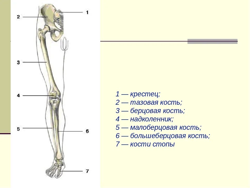 Скелет верхних и нижних конечностей человека. Скелет нижней конечности биология 8 класс. Скелет пояса нижних конечностей человека. Нижние конечности человека анатомия кости берцовая кость. Самая крупная кость свободных конечностей