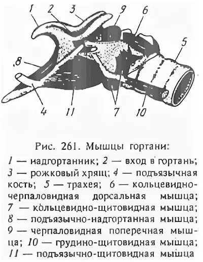 егэ строение гортани анатомия. гортань крс топография. животные хрящи. животные хрящи. кость трубчатая говяжья.