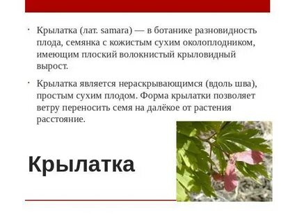 Крылатка сухой или сочный