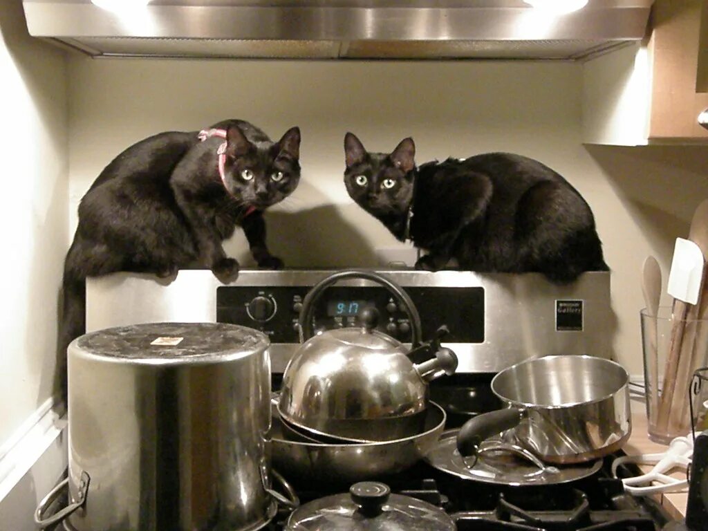 Cat cook. Кот готовит. Котик на кухне. Кошка на кухне. Коты кулинары.