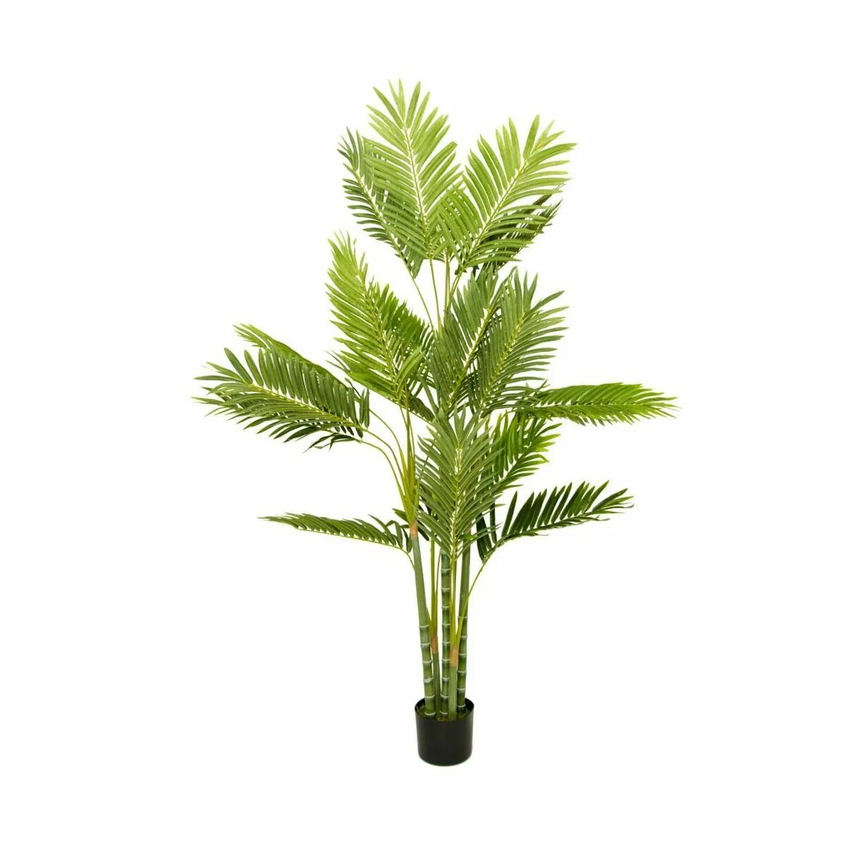 Веерная пальма хамеропс. Вашингтония нитчатая. Бисмаркия пальма. Палма хайстронг. Цикас революта d12.