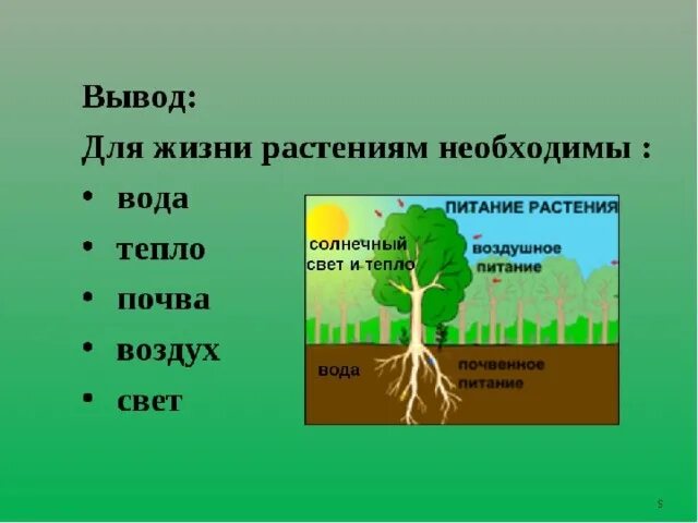 Жизнь растения окружающий мир