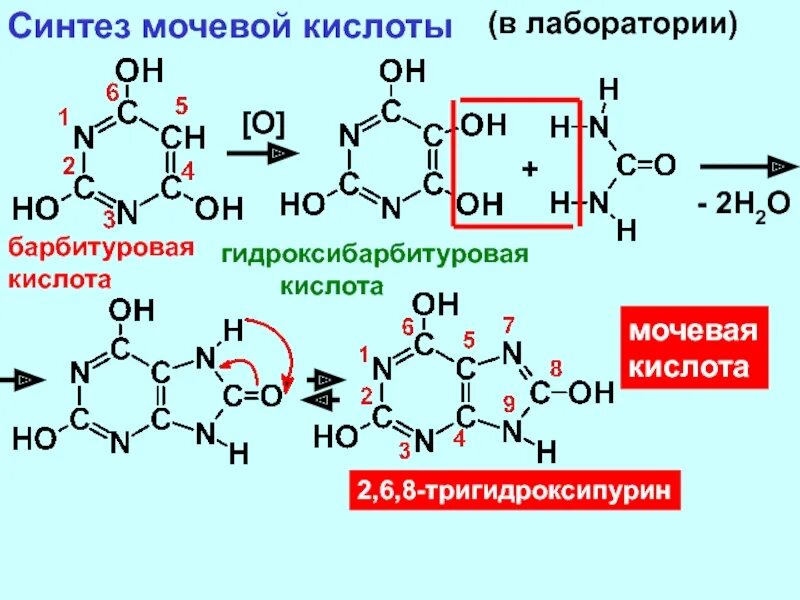 Схема синтеза мочевой кислоты. Синтез мочевой кислоты биохимия. Схема синтеза барбитуровой кислоты. Синтез Пурина мочевая кислота.