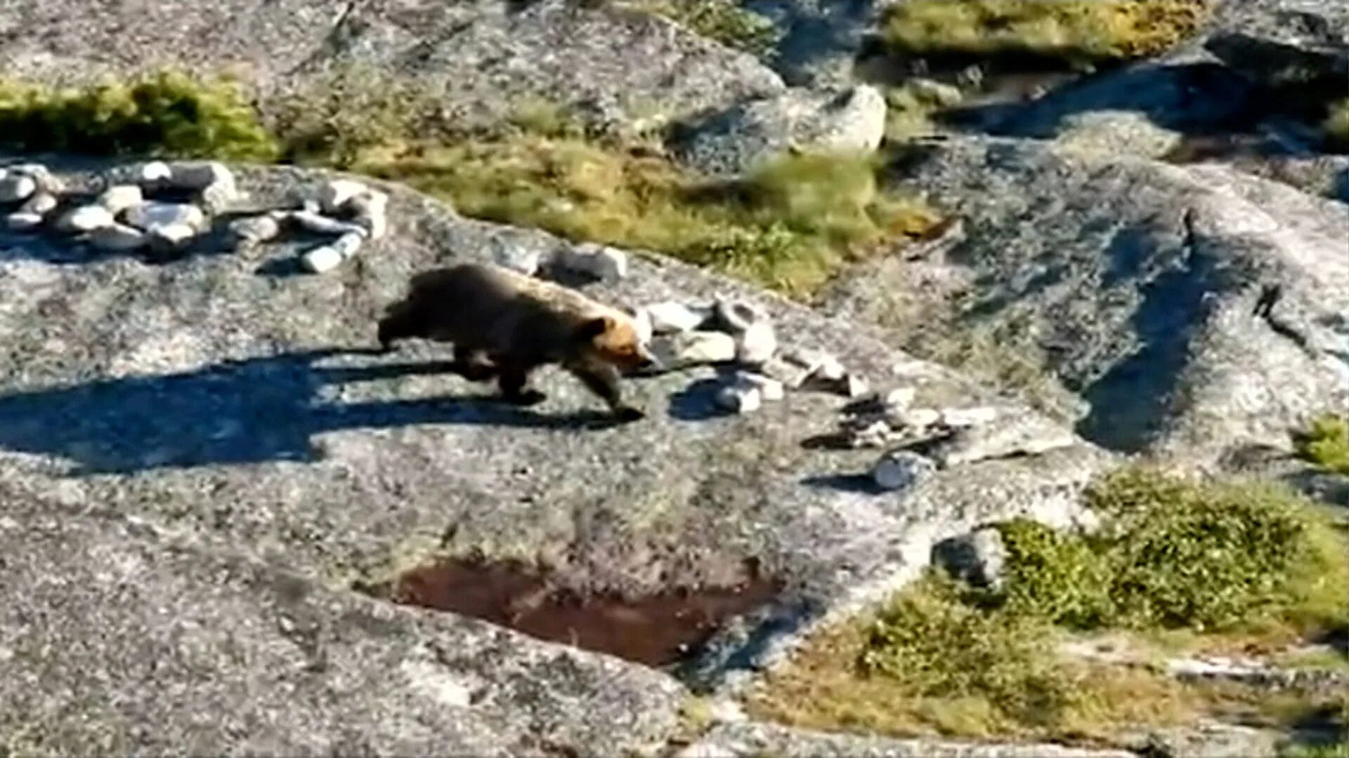 Ергаки нападение медведя. Медведь напал на туриста в Ергаки. Ергаки нападение медведя 2021. Нападения на туристов