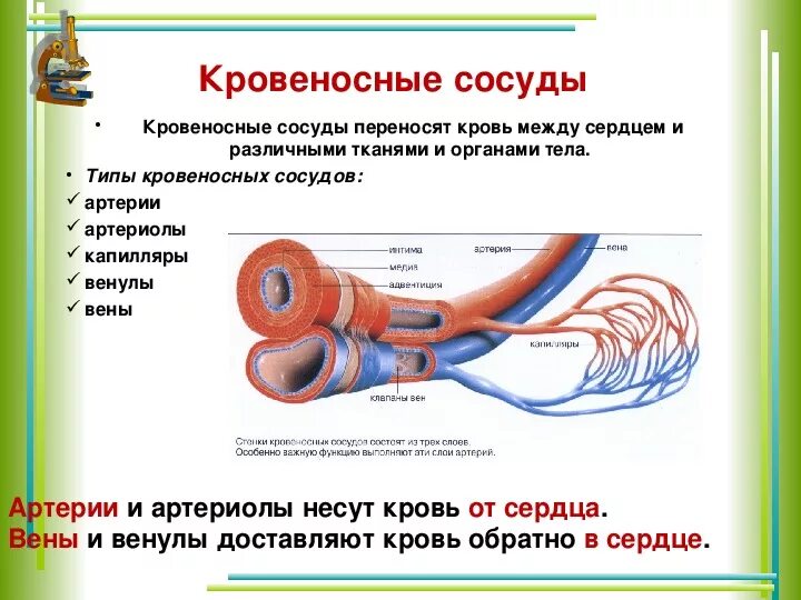 Артериальной кровью называют. Кровеносная система сосуды артерии вены. Кровеносная система артерии вены капилляры. Кровеносная система это сердце артерии и вены. Кровеносные сосуды несущие кровь от сердца.