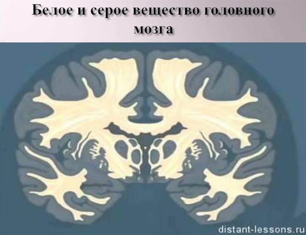 Серое и белое вещество головногомозгв. Серое и белое вещество головного мозга. Серое и белое вещестов мозг. Серое вещество и белое вещество головного мозга. Серый мозг латынь