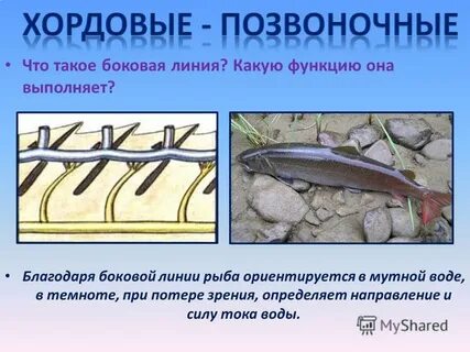 Боковая линия у рыб это