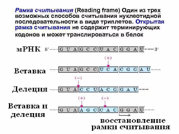 В результате смещений происходящих в. Делеция со сдвигом рамки считывания. Кодон МРНК который задает рамку считывания. Рамка считывания. Открыта рамка считывания.