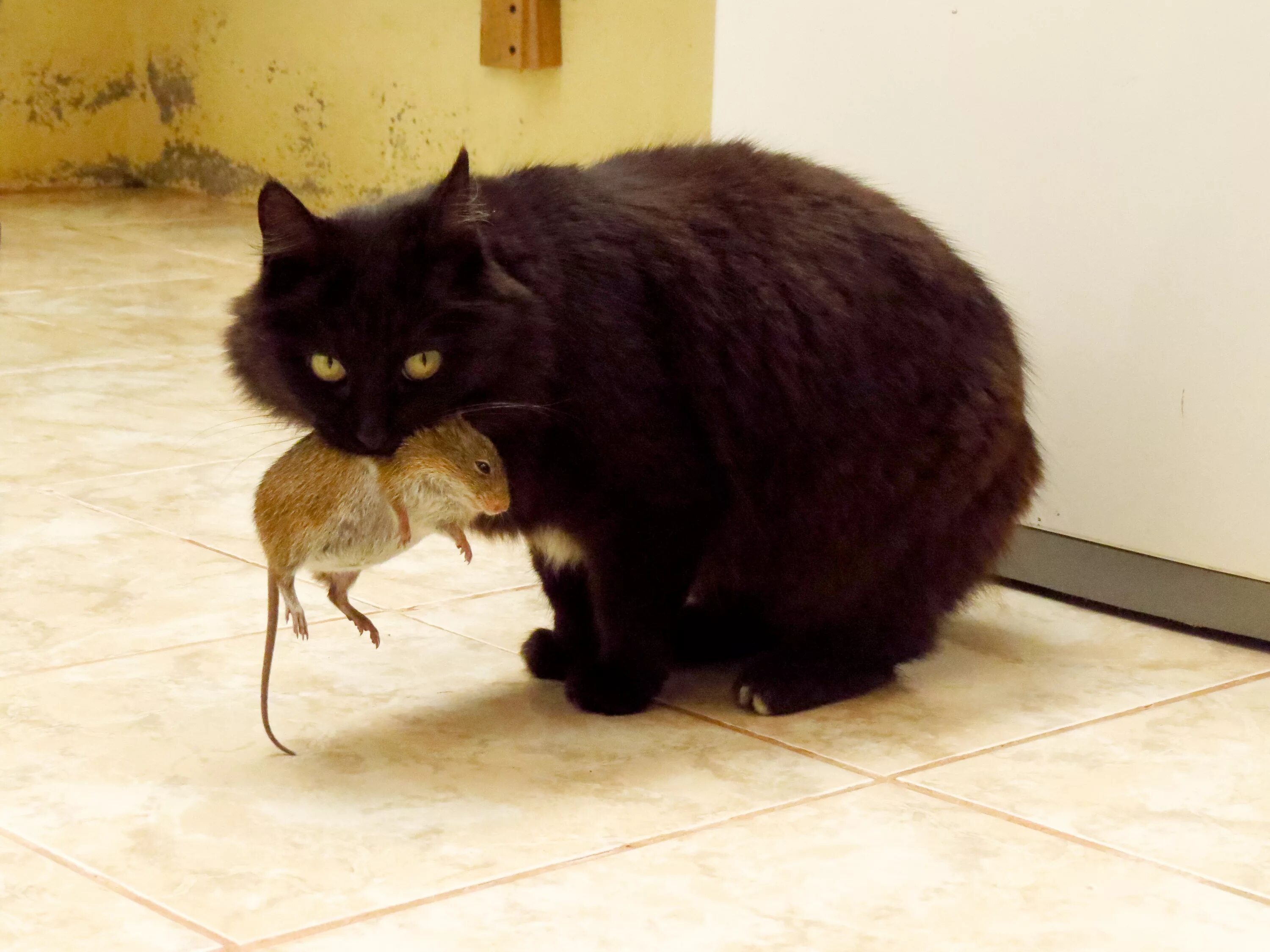 Черный кот с мышью. Чёрный кот с мышью в зубах. Кот с крысой в зубах. Кот несет крысу в зубах. Котенок ловит мышей