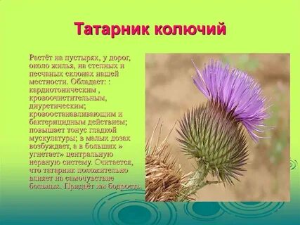Разговор татарника и спорыша