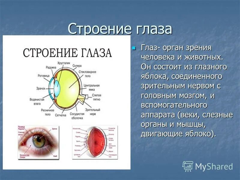 Строение глаза человека 8 класс