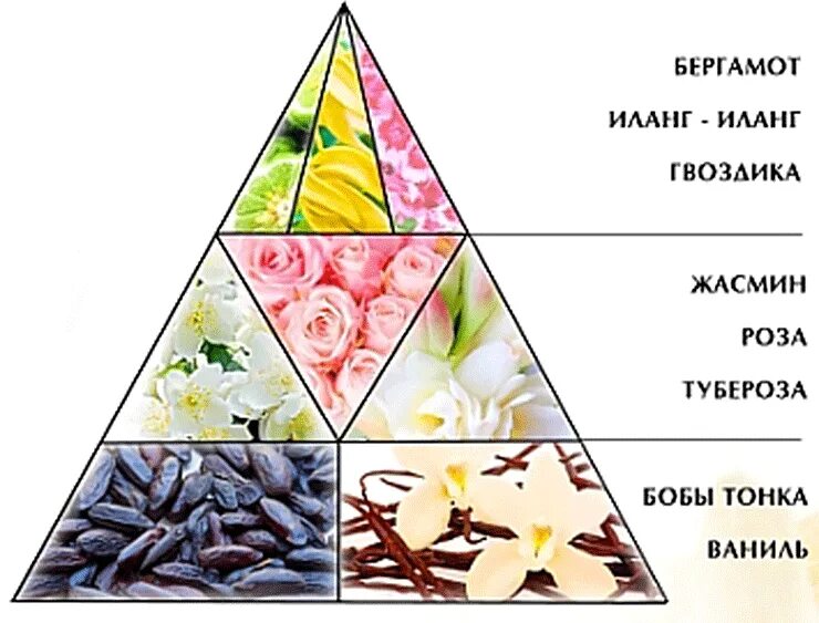 эфирные масла для духов ноты. базовые ноты в парфюмерии. ольфакторная пирамида эфирных масел. классификация эфирных масел по нотам. пирамида нот ароматов.