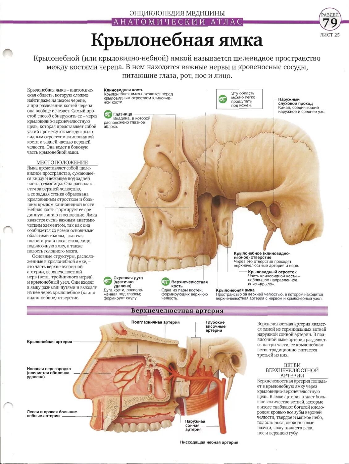 Нервы крылонебной ямки. Нервы крылонебной ямки. Нервы крылонебной ямки. Крылонебный узел иннервирует. Сообщения крылонёбной ямки.