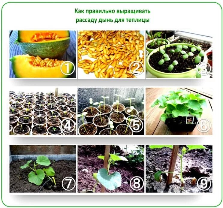 Рассада дыни всходы. Рассада дыни в открытом грунте. Рассада арбузов. Высаживание рассады дыни в открытый грунт. Перед посадкой дыни