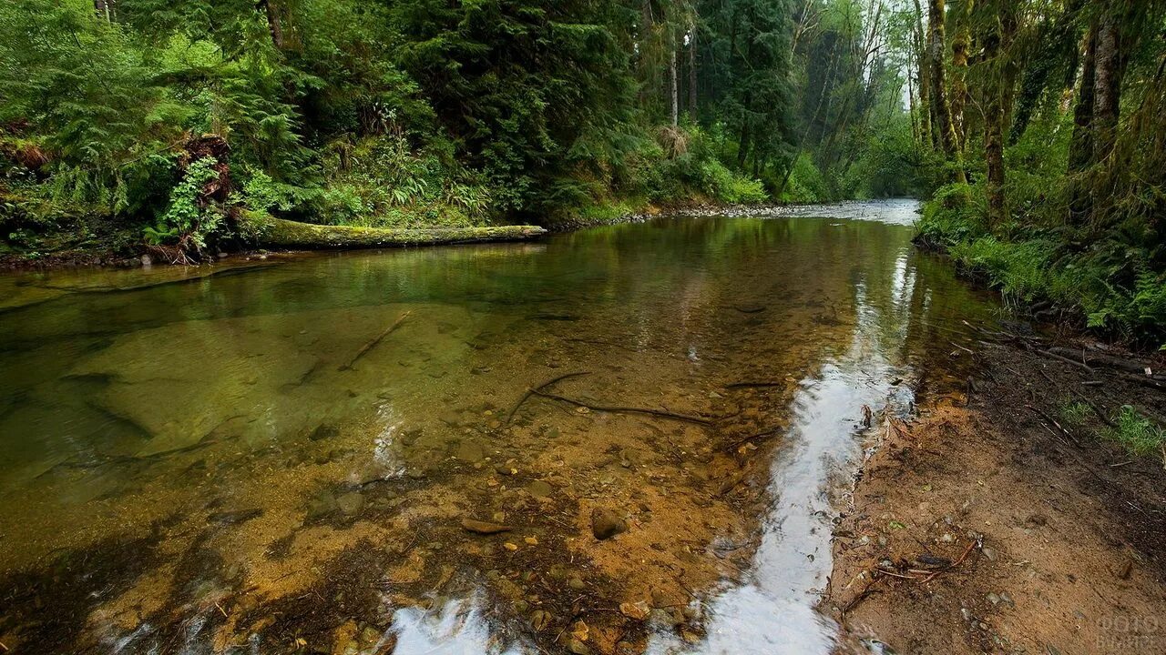 Вода в реке становится прозрачная. Речка Вонча Марий Эл. Река Вонча в Марий Эл. Река Вонча. Река Вонча в Марий Эл фото.