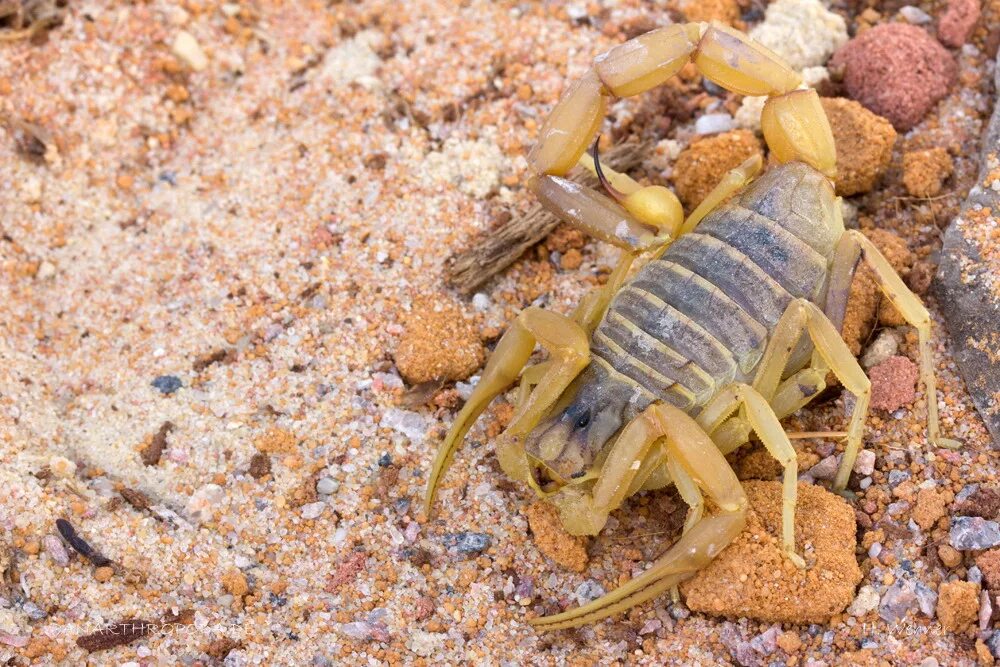 Leiurus quinquestriatus. лейрус квинквестриатус. лейрус квинквестриатус. Leiurus quinquestriatus. скорпион leiurus quinquestriatus (deathstalker).