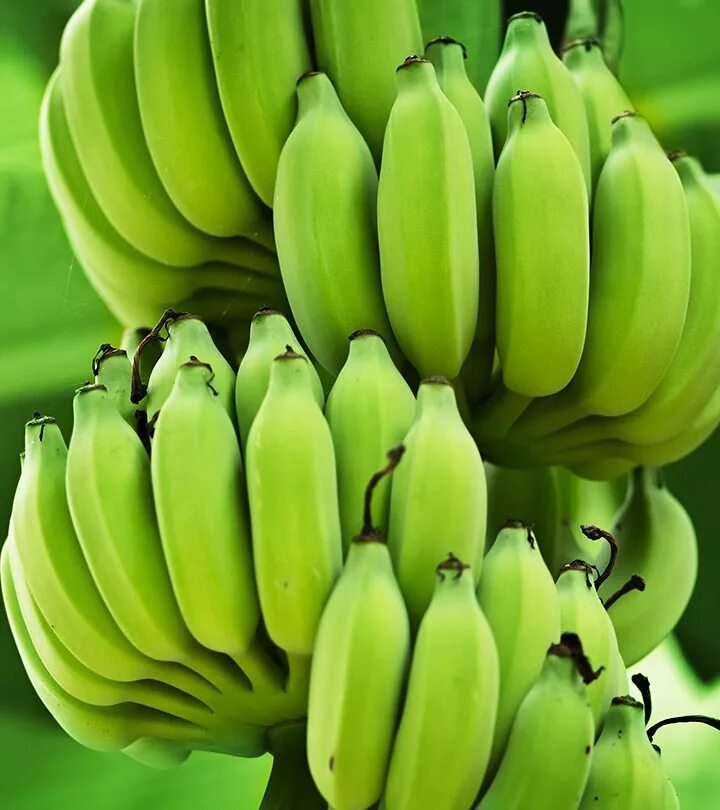 Кавендиш банан. Семена банана кровавого ( Musa acuminata Zebrina). Банан Акумината. Бананы полузеленые.