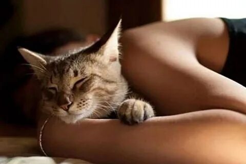 Умирают коты, потому что закончились сроки 