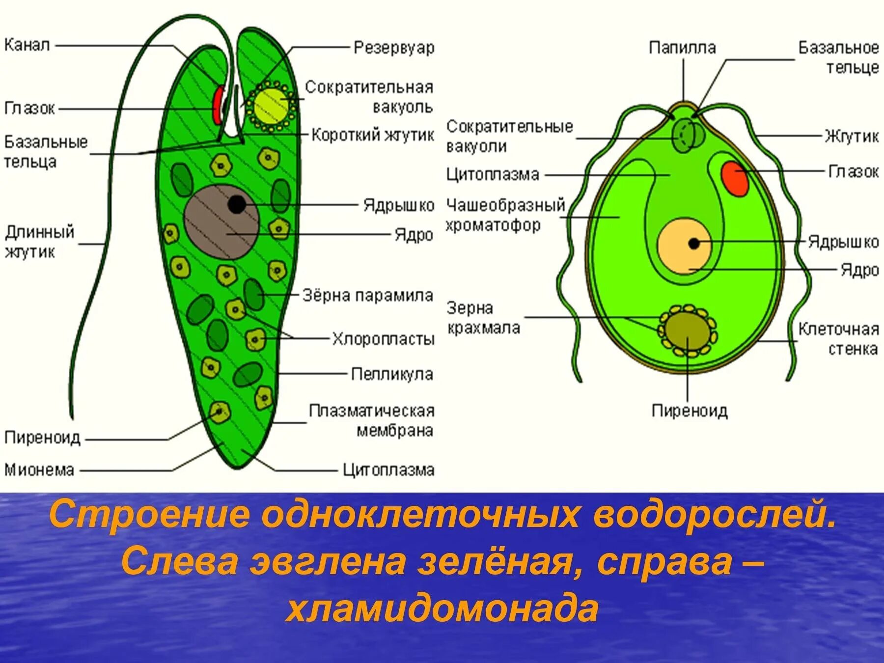 Почему простейшие живые. Биология строение одноклеточных водорослей. Рисунок одноклеточной водоросли хламидомонады. Эвглена зеленая водоросль. Строение многоклеточных зеленых водорослей.