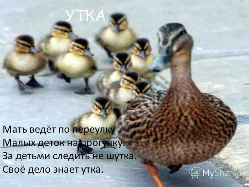 Утка знает. Утка мать. Мама утка ведет утят. Будни материнства утки. Матушка утка.