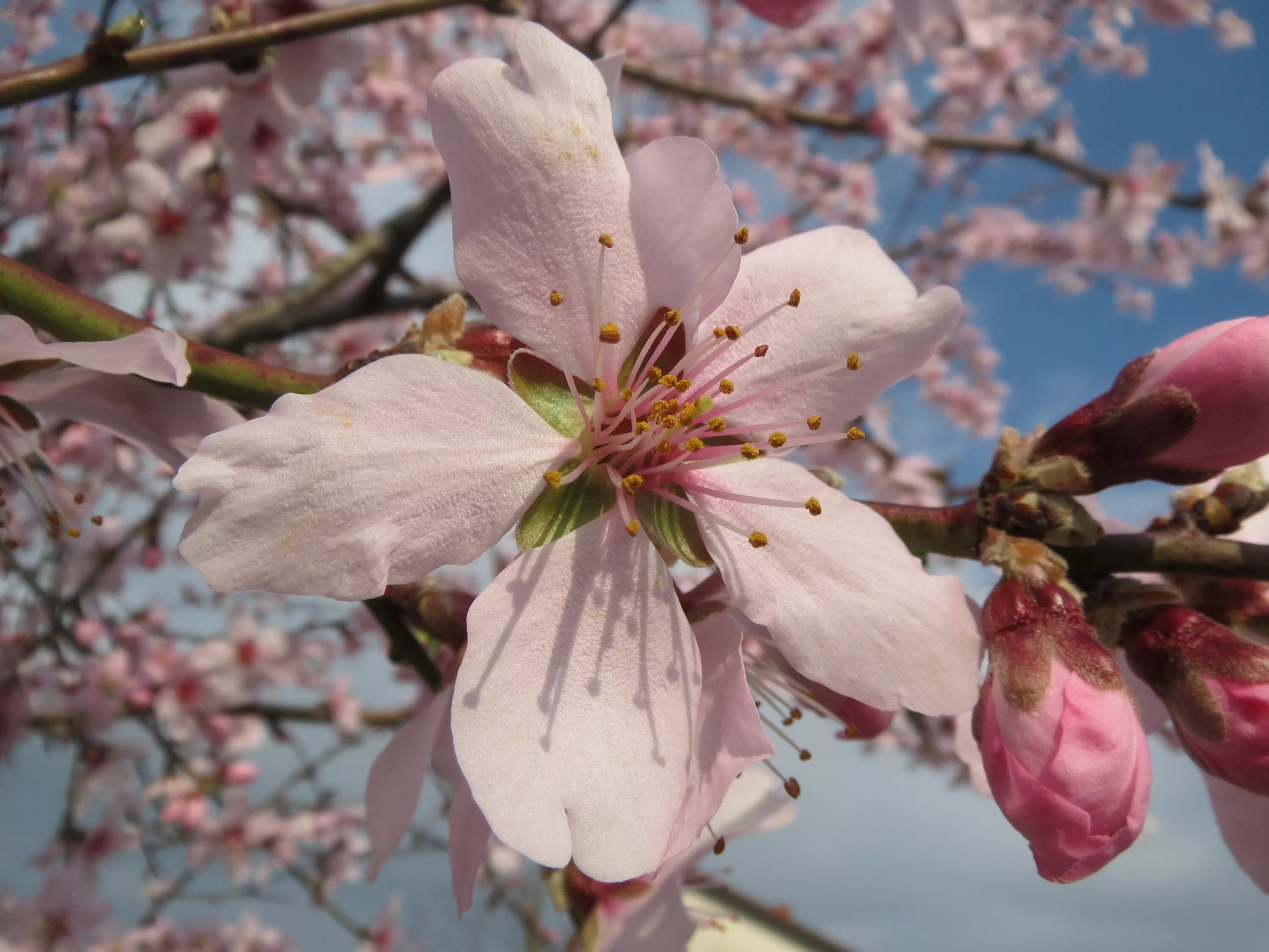 Зацвел миндаль. Миндаль (Prunus Dulcis). Prunus Amygdalus дерево. Миндаль обыкновенный цветение. Миндаль дерево цветение.