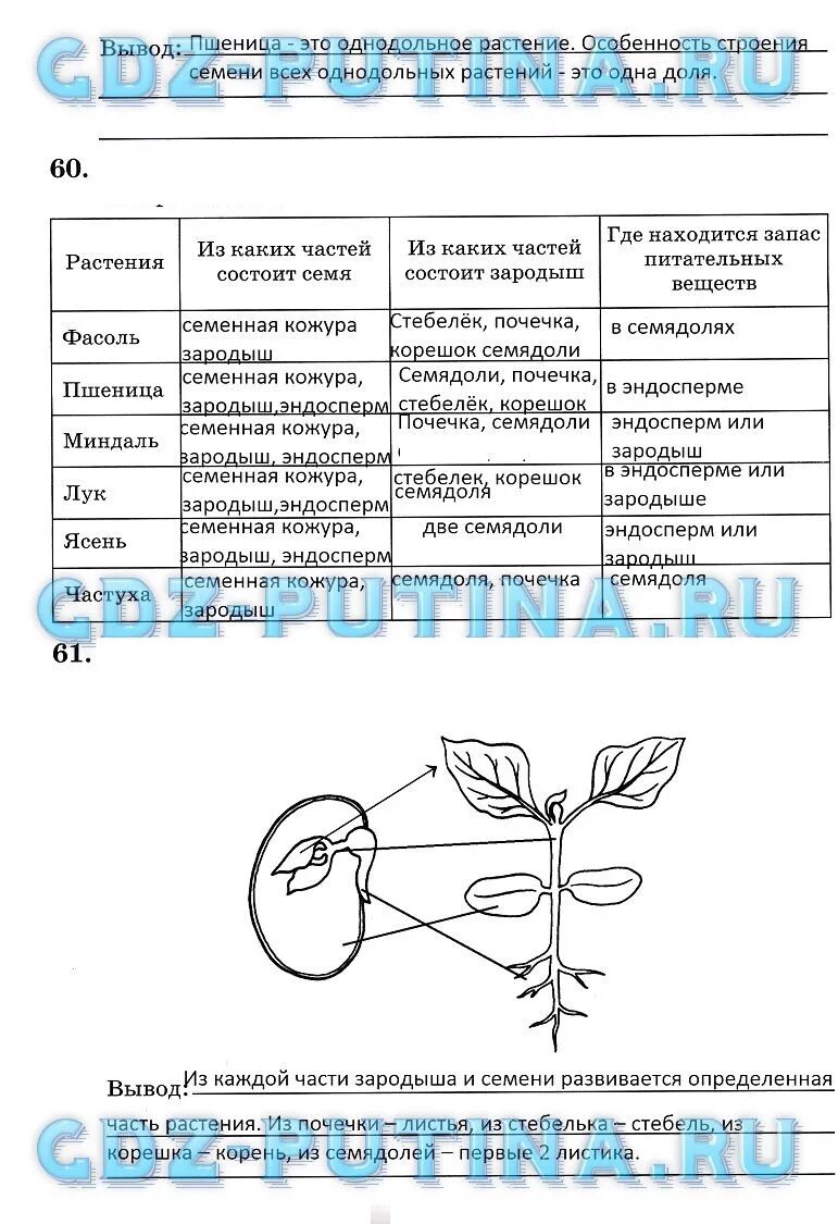 Заполните таблицу клеточное строение листа. Строение семян 6 класс биология таблица. биология 6 класс части семени проростка. биология сравните части семени и проростка. семя таблица биология 6 класс.