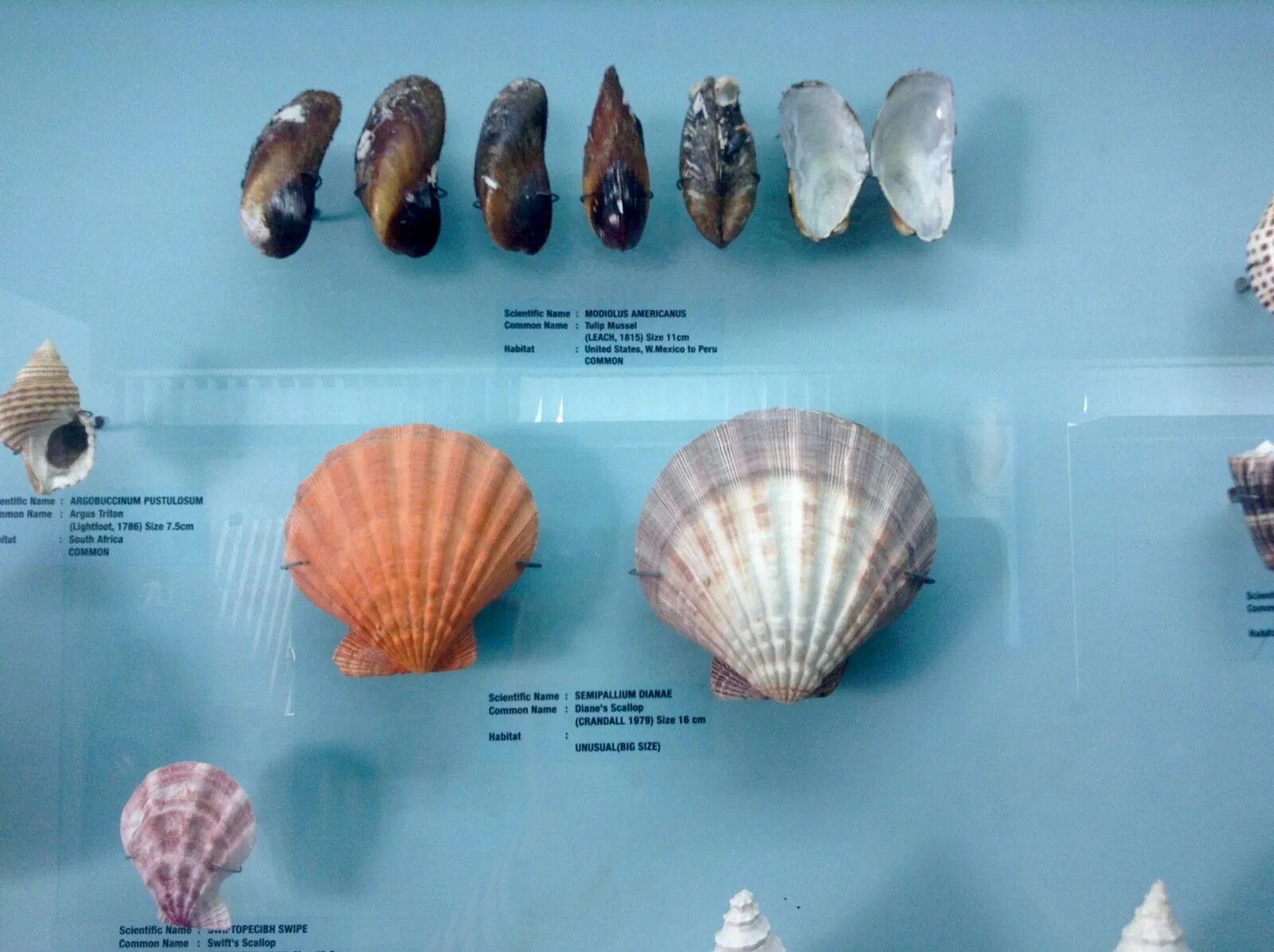 shell collection Shell collection, Sea shells, Shells